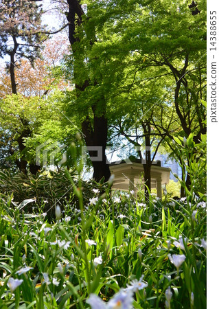 Fresh green park 14388655