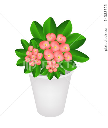 Fresh Crown of Thorns in A Flower Pot 14388823