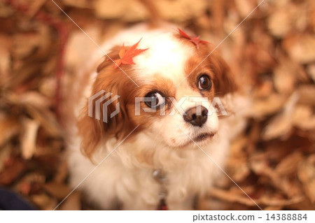 A dog with fallen leaves on his head 14388884