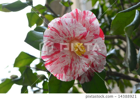 Camellia 14388921