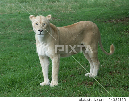 lion lion 14389113