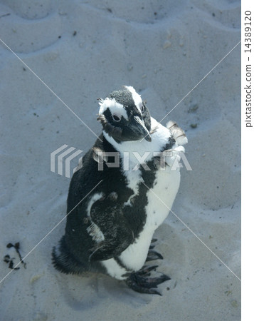 The breeding of Cape Penguin 14389120