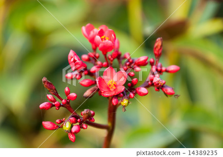 Jatropha integerrima Jatropha integerrima 14389235