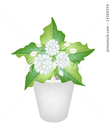 Illustration of Jasmine Flowers in A Flower Pot Illustration of Jasmine Flowers in A Flower Pot 14389354