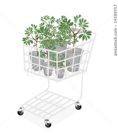 Green Trees and Plants in A Shopping Cart 14389357
