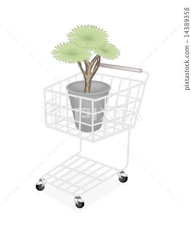 Beautiful Dragon Tree in A Shopping Cart Beautiful Dragon Tree in A Shopping Cart 14389358