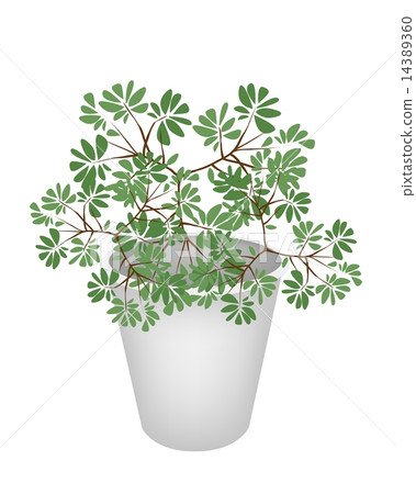 Green Trees and Plants in A Flower Pot 14389360