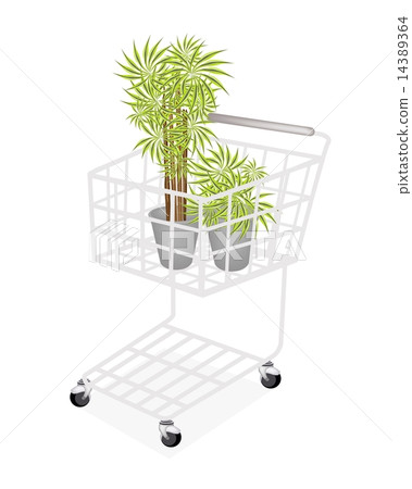 Beautiful Dracaena Plants in A Shopping Cart Beautiful Dracaena Plants in A Shopping Cart 14389364