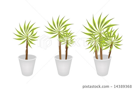 Beautiful Dracaena Plant in Three Flower Pot Beautiful Dracaena Plant in Three Flower Pot 14389368