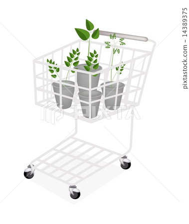 Four Evergreen Plants in A Shopping Cart Four Evergreen Plants in A Shopping Cart 14389375