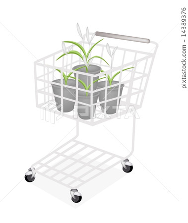 A Set of Dracaena Plant in A Shopping Cart A Set of Dracaena Plant in A Shopping Cart 14389376