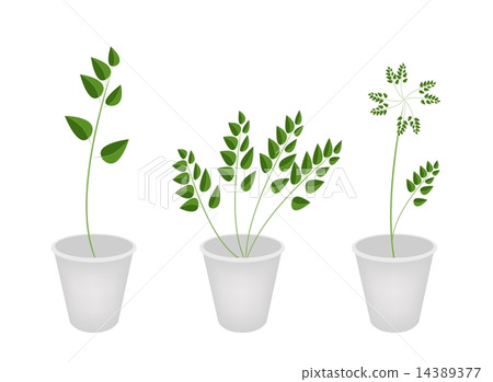Beautiful Green Ferns in Tree Flower Pots 14389377