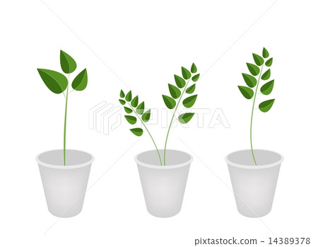 A Set of Evergreen Plant in Flower Pots A Set of Evergreen Plant in Flower Pots 14389378