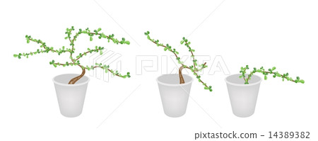 Bonsai Trees and Plants in Flower Pots 14389382