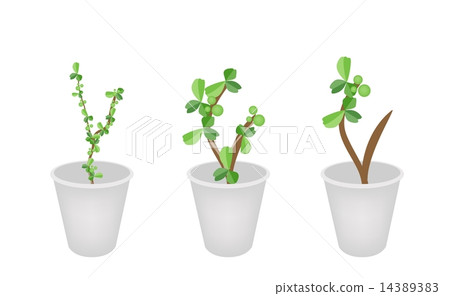 Three Lovely Bonsai Trees in Flower Pots Three Lovely Bonsai Trees in Flower Pots 14389383