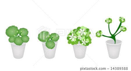 A Set of Asiatic Pennywort in A Flower Pot A Set of Asiatic Pennywort in A Flower Pot 14389388
