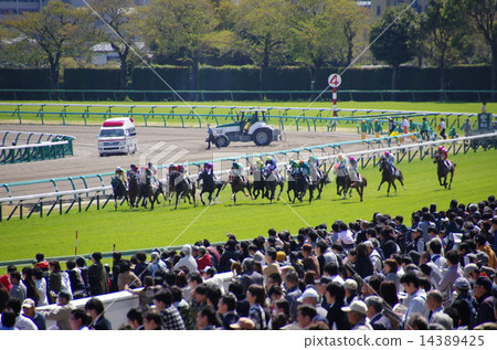 賽馬/中山賽馬場(千葉縣船橋市) 賽馬/中山賽馬場(千葉縣船橋市) 14389425