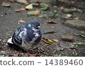  pigeon 14389460