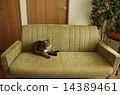Cat lying on the sofa 14389461