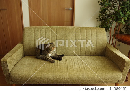 Cat lying on the sofa 14389461