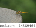 Dragonfly and stump 14389464