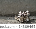 Mushroom group 14389465