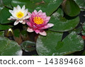 Lotus flower  14389468