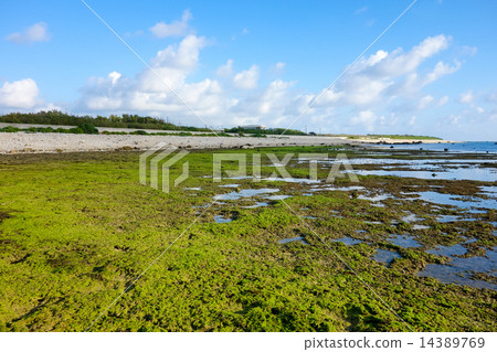 Okinawa Prefecture Ishigakijima Shirahama Coast 14389769