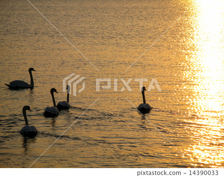 Swan Lake Swan Lake 14390033