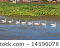 Parent and child of swallow swans 14390078