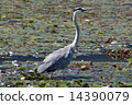 Gray heron 14390079