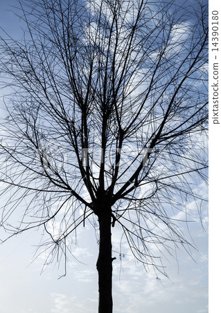 Black silhouette of small leafless tree on sky 14390180
