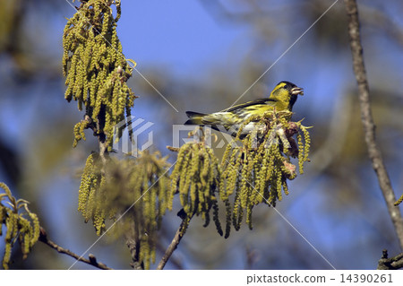 Mahiwa to eat alder flowers 14390261