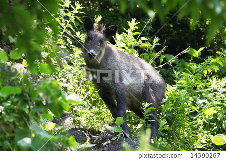 Japanese serow 14390267