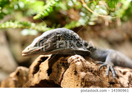 Ao Hoso Lizard 14390961