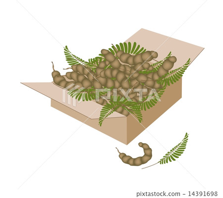 Tamarind Pod and Leaves in A Shipping Box Tamarind Pod and Leaves in A Shipping Box 14391698