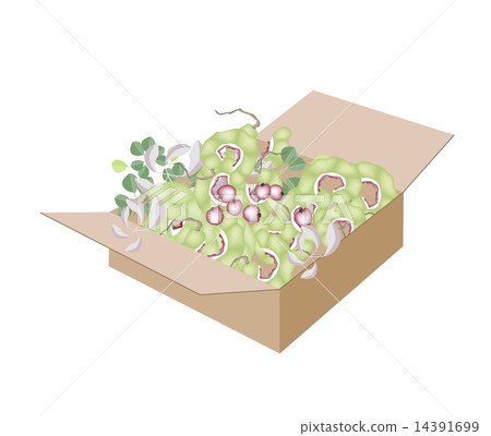 Fresh Manila Tamarinds in A Shipping Box 14391699