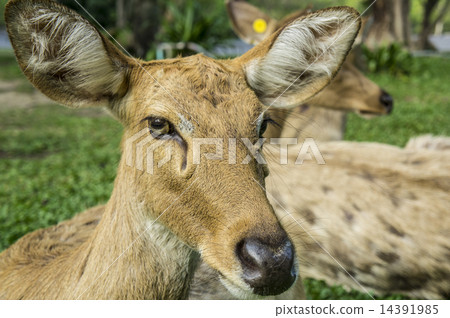 deer Cervidae laydown concept deer Cervidae laydown concept 14391985