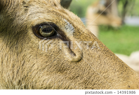deer Cervidae laydown  concept 14391986