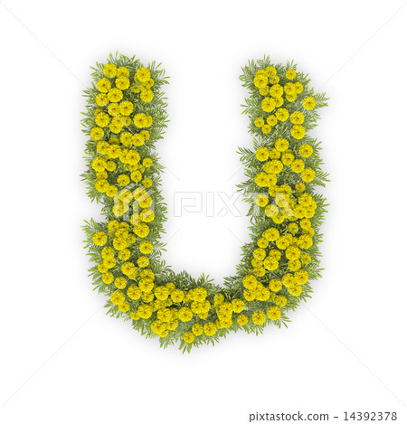 Alphabet of Kikusuku Alphabet of Kikusuku 14392378