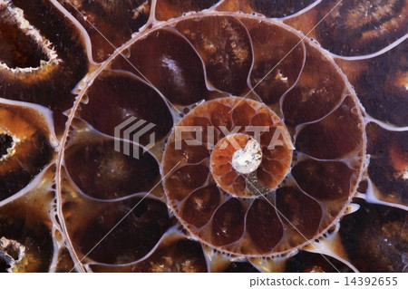 ammonite fossil background ammonite fossil background 14392655