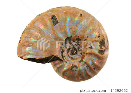 ammonite fossil i 14392662