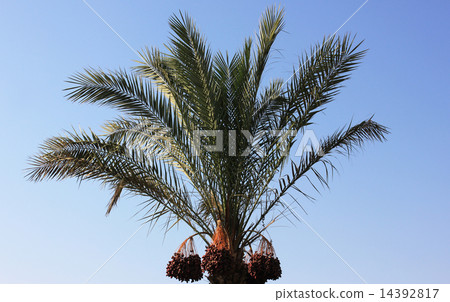tree palm 14392817