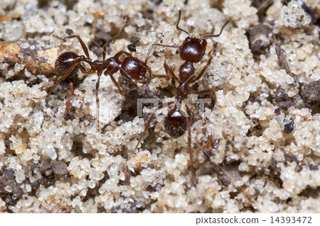 Two ants 14393472