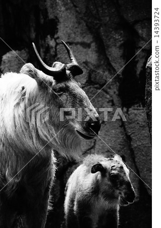 Golden Takin Golden Takin 14393724