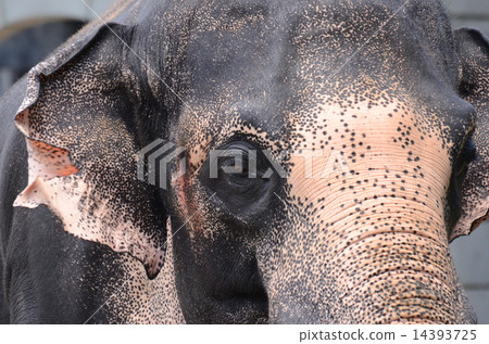 Asian elephant Asian elephant 14393725