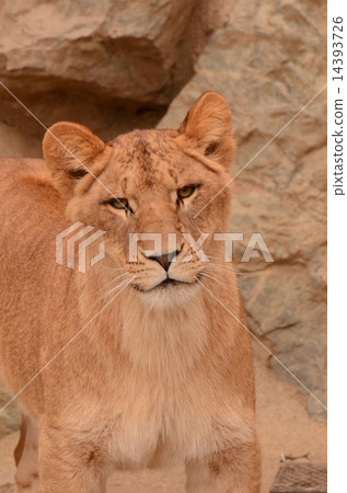 Female lion 14393726