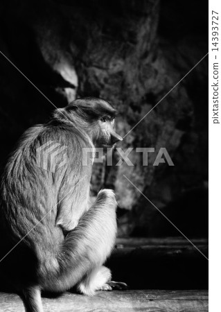 Monza monkey Monza monkey 14393727