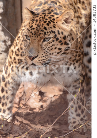 阿穆爾豹 14393732