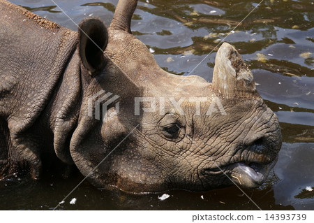 印度戒指 14393739